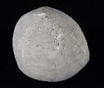 Echinocorys scutata (LESKE 1778) - Bild © FossNet FossilienStore